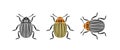 Colorado beetle logo. Isolated colorado beetle on white background